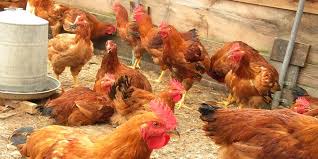 Top 4 Reasons Why Poultry Farming is so Lucrative in Kenya - Ekeza Sacco Limited