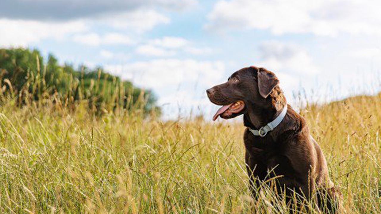 Are GPS dog trackers worth buying? We put four to the test