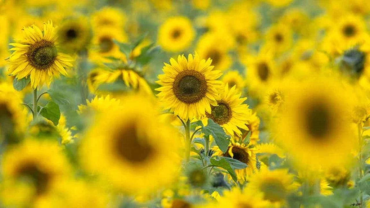 160 Prozent mehr Anbaufläche für Sonnenblumen in Sachsen