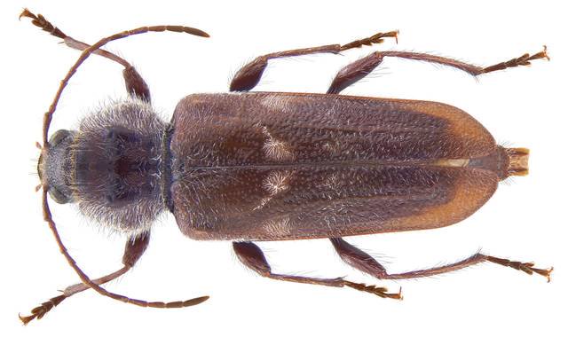 Le Capricorne Un Insecte Redoutable Pour Les Habitations Opera News