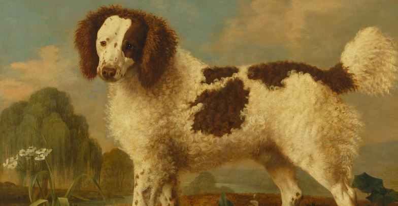 Top 10 Extinct Breeds Of Dogs Opera News