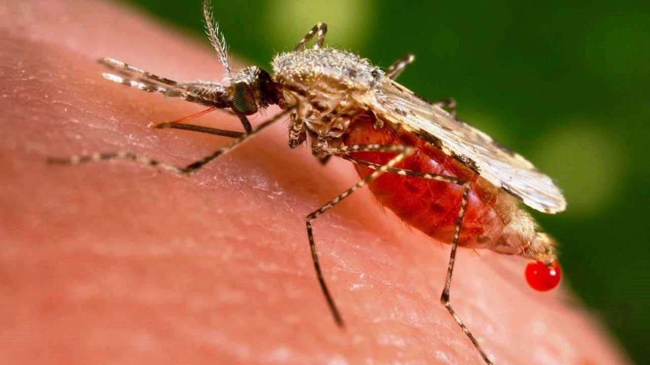 Le moustique Anopheles stephensi, porteur de la malaria, se propage en Afrique, ce qui inquiète les scientifiques