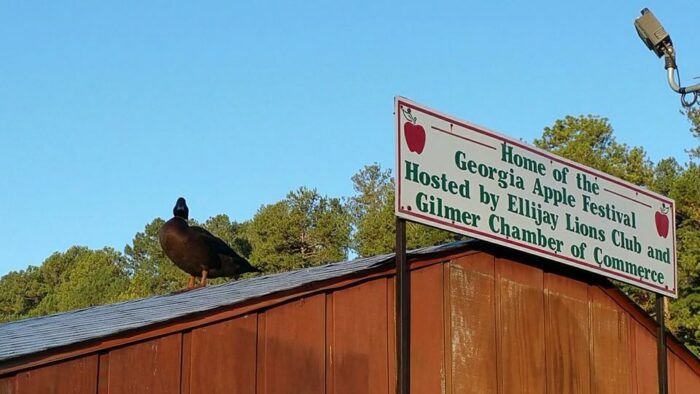 The Georgia Apple Festival Is Back Next Month For Its 50th Anniversary Opera News