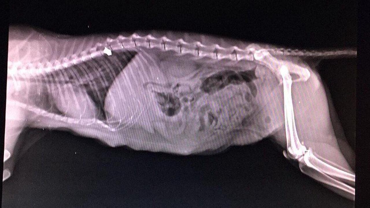 Le chaton paralysé va être euthanasié : le vétérinaire lui fait une radio et lâche sa seringue sous le choc