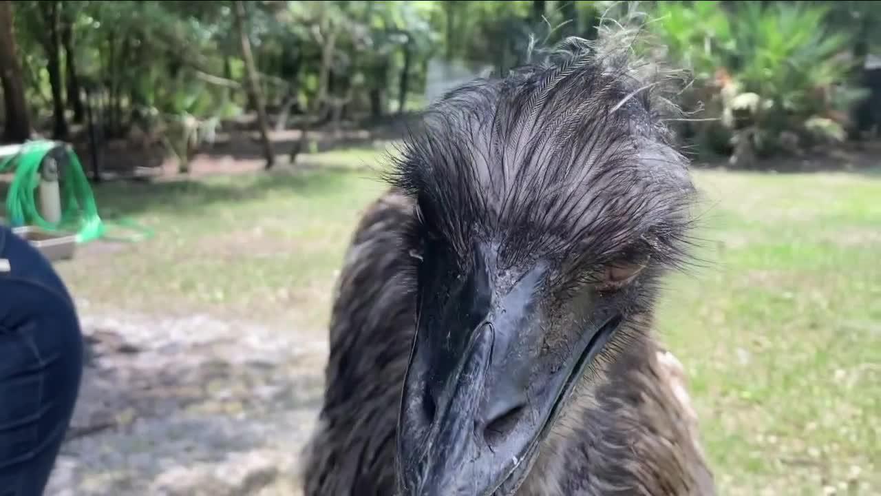 Emu Model Search Fraud