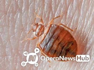 How To Get Rid Of Bed Bugs Permanently How To Ge Rid Of Bed Bugs