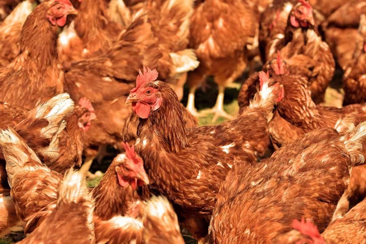 Poultry Farming in Kenya: Breeds, How to Start, and PDF