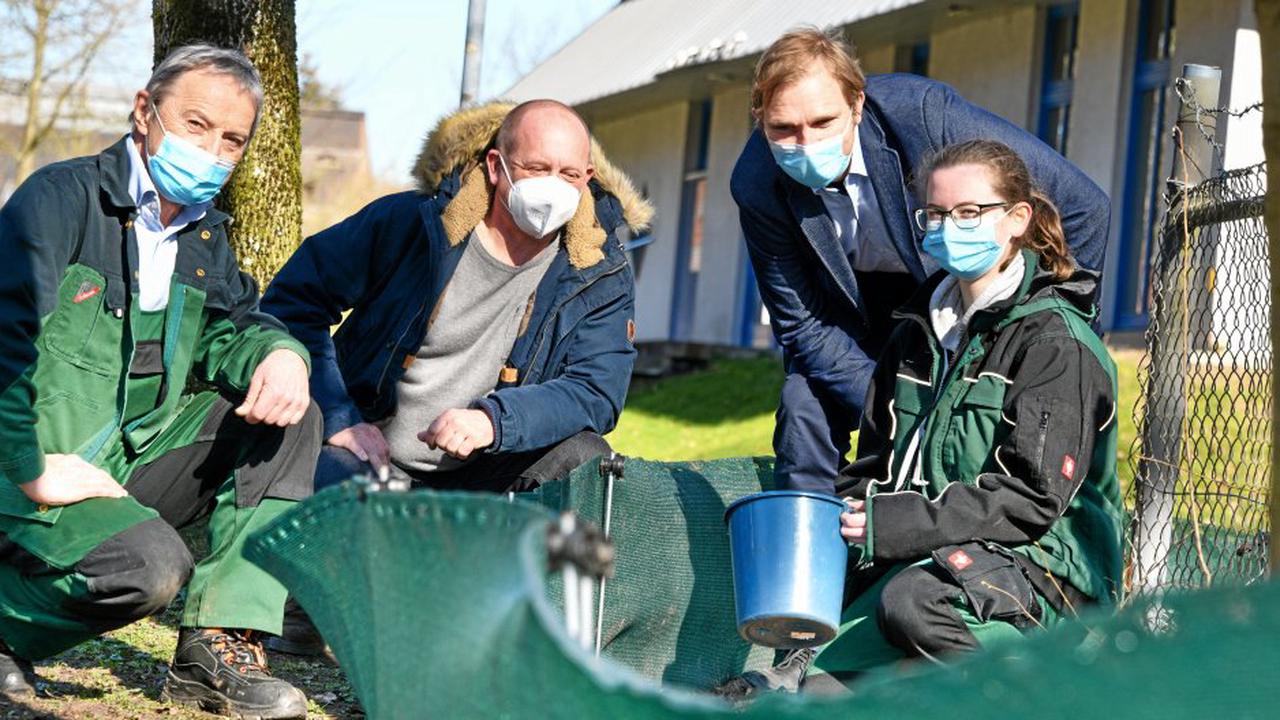 Stadt Gladbeck sucht freiwillige Helfer für Krötenrettung