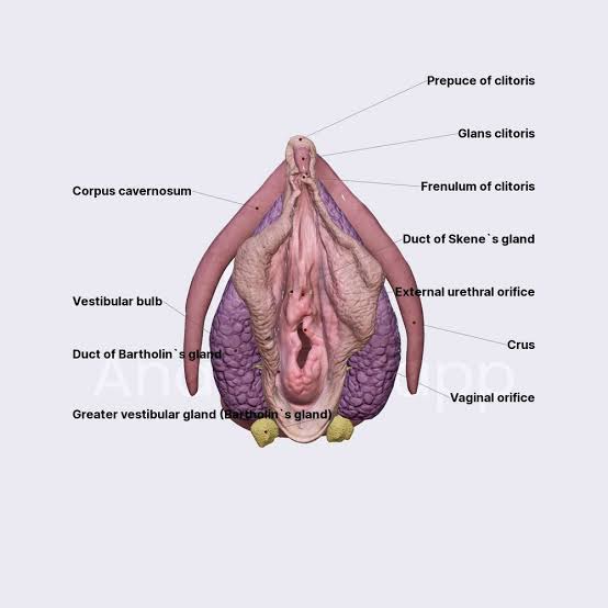 Vestibular Bulbs