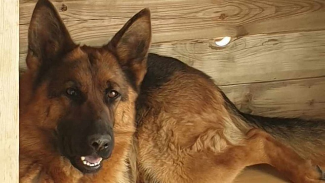 Montreuillois Somme Plusieurs Chiens Ont Succombe A Un Empoisonnement Foudroyant Ces Dernieres Semaines Opera News