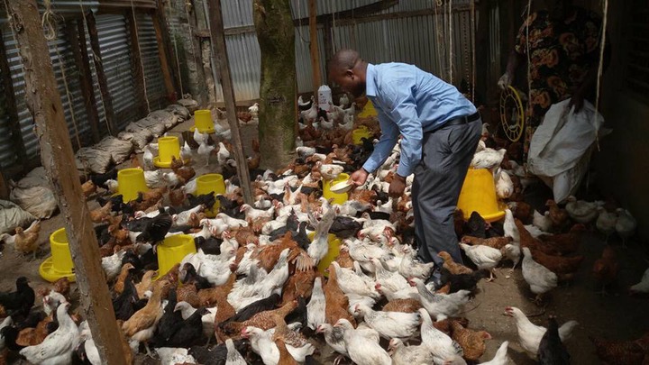 How to start small and make Sh. 30,000 monthly net profit from chickens