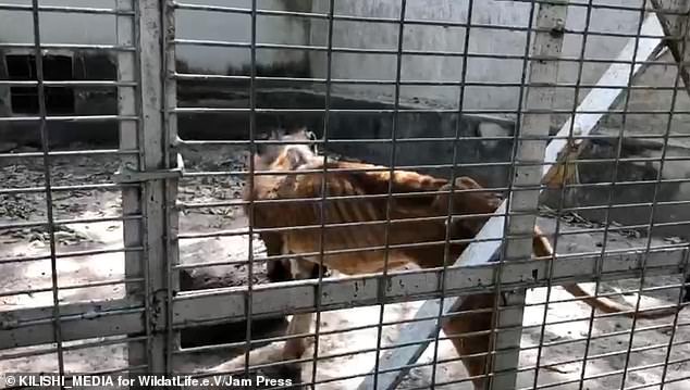 Wildlife charity begins rescue mission after visitor secretly took pictures of a starving lion and dozens of underfed animals at a Zoo in Nigeria (Photos/Video)