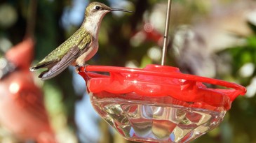 Keep Hummingbird Feeders Out In Winter