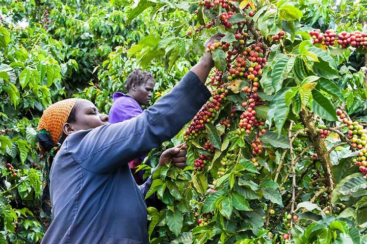 Coffee farmers to get 80% of gross earnings under proposed regulations - Kenyan Wallstreet