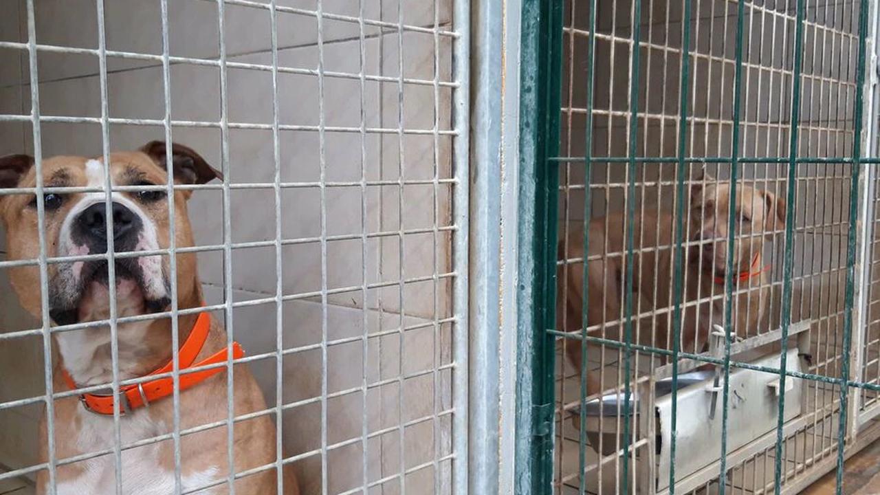 SPA : plus de 7000 animaux en attente d’adoption, des refuges au bord de la saturation