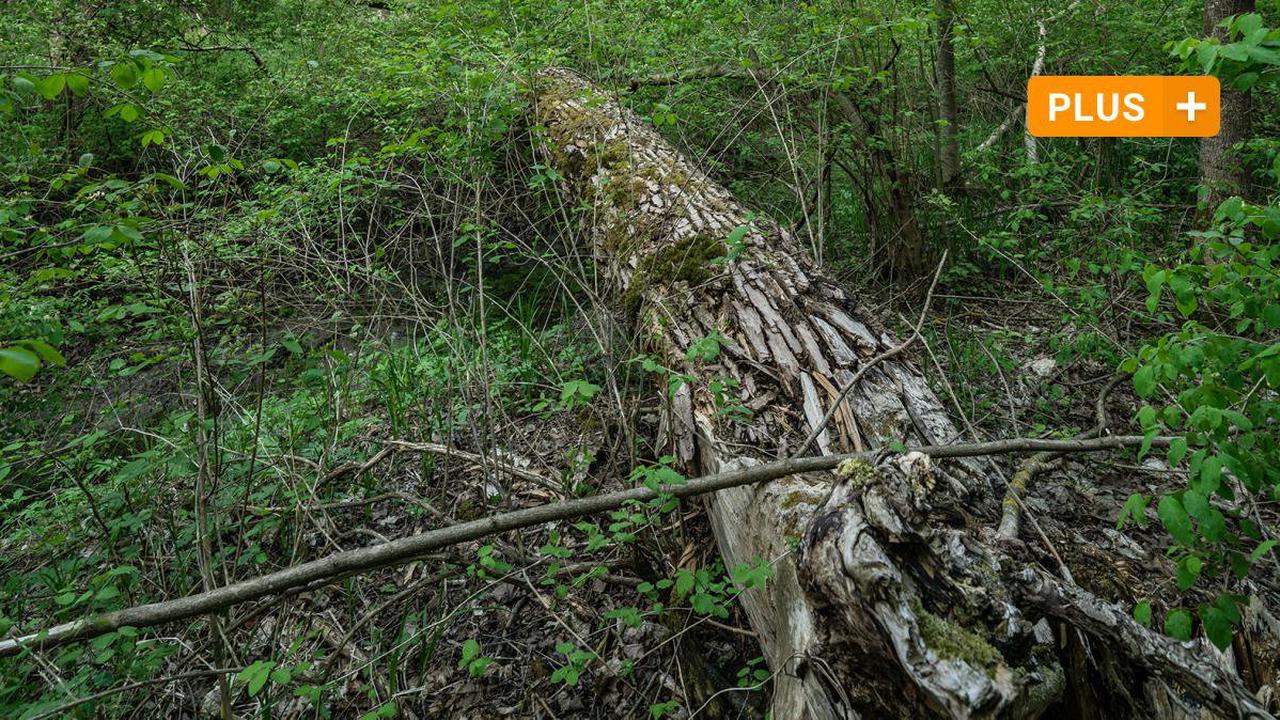 Oberndorf: In Oberndorf wird aus toten Bäumen neuer Lebensraum