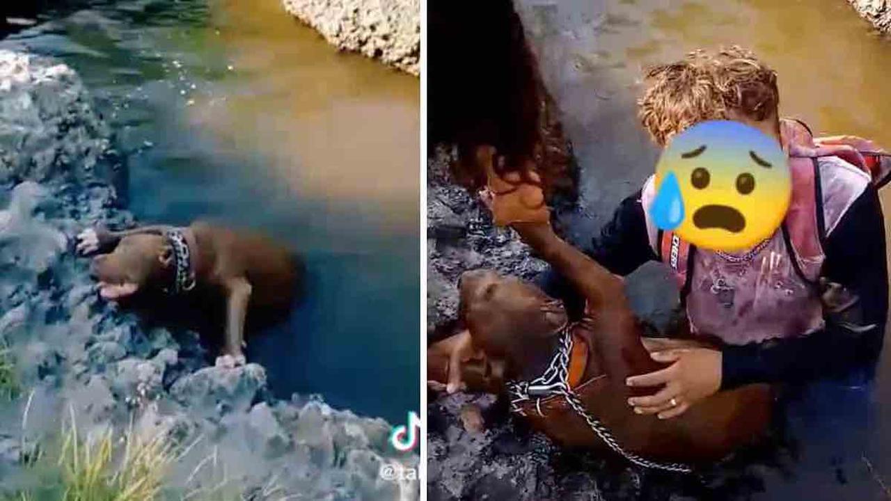 Vidéo CHOC et émouvante : des jeunes ont sauvé un chien qui se noyait