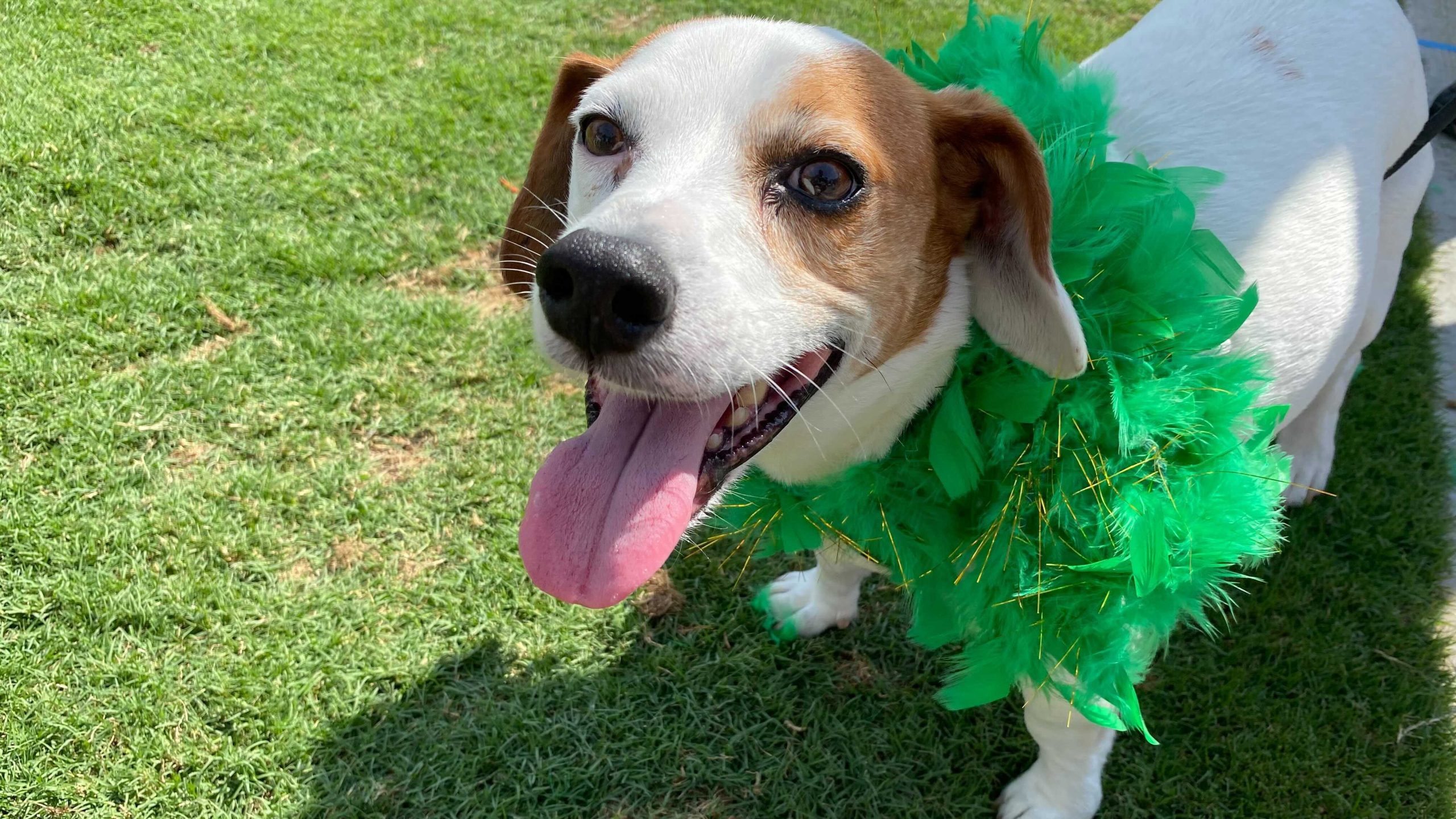 Dino Safari Invades The Shoppes At Parma With Drive Thru Event During The Month Of June Opera News