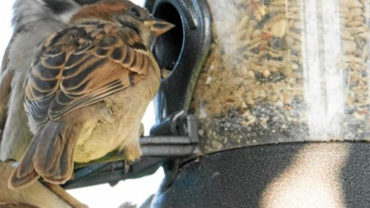 Heimische Vögel im Garten: So funktioniert die richtige Fütterung