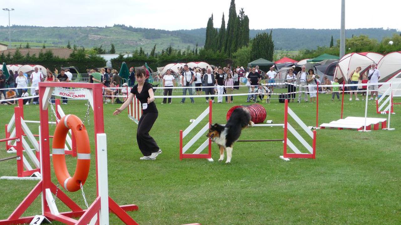 Découvrez les concours d’agility avec Trèbes Sports Canins