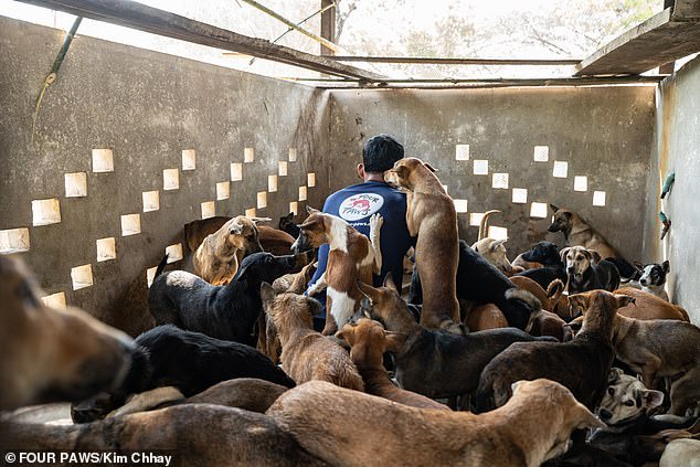 61 dogs saved from being turned into dog meat (photos)
