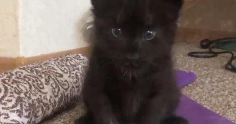 Elle Ramene Un Chaton A La Maison Mais Apres L Avoir Renifle Son Chien Comprend Que Ce N Est Pas Un Chat Opera News