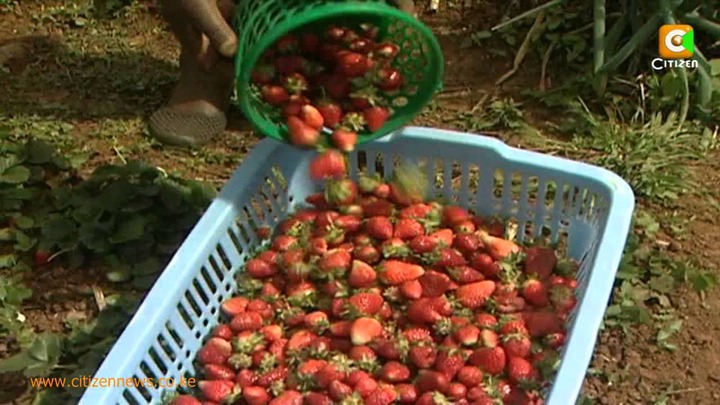 Smart Farm: Strawberry Farming - YouTube