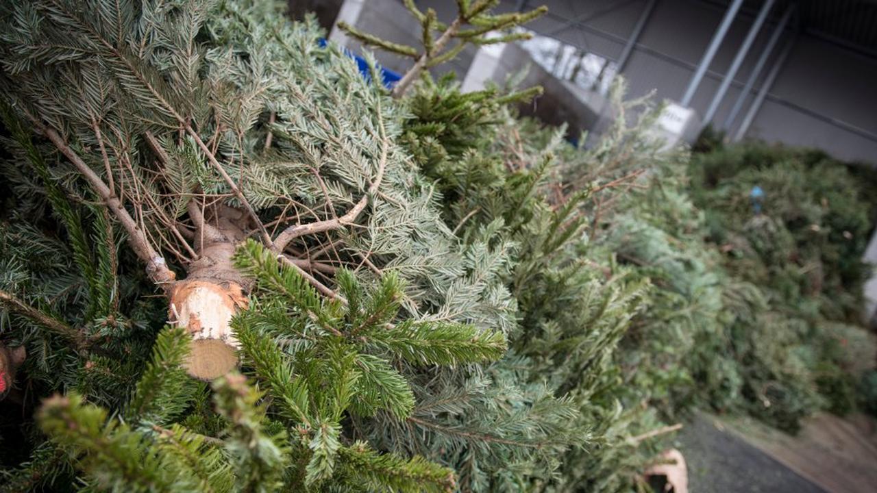 Siegen: Schlägerei um ausgedienten Weihnachtsbaum