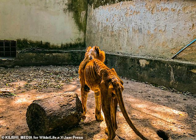 Wildlife charity begins rescue mission after visitor secretly took pictures of a starving lion and dozens of underfed animals at a Zoo in Nigeria (Photos/Video)