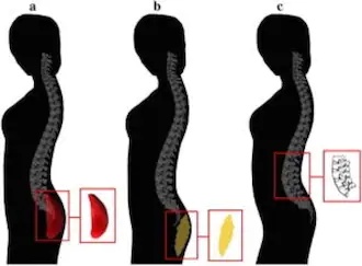 Utafiti:Wanaume wanapenda wanawake wenye makalio makubwa