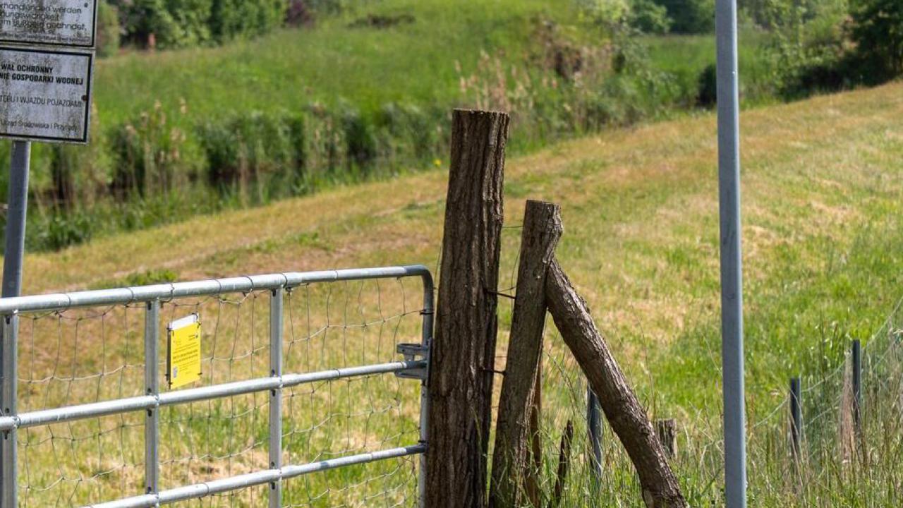 Schweinepest-Zaun: Vier tote Rehe und Hirsche in einem Jahr