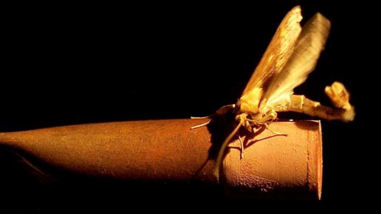 A male European corn borer moth (Ostrinia nubilalis) sexually courts a rubber septum doused with the sex pheromone of a female European corn borer moth 