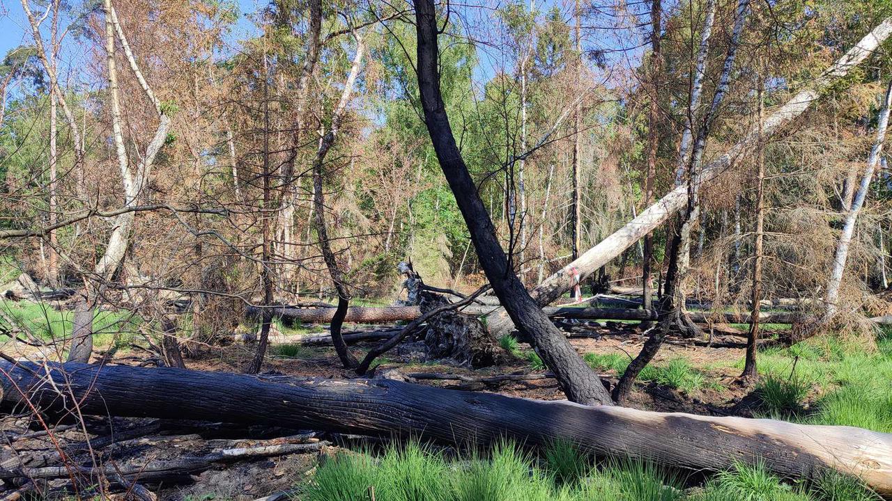 Waldbrände in Hainburg: Qualvoller Tod für Tiere in Flammen