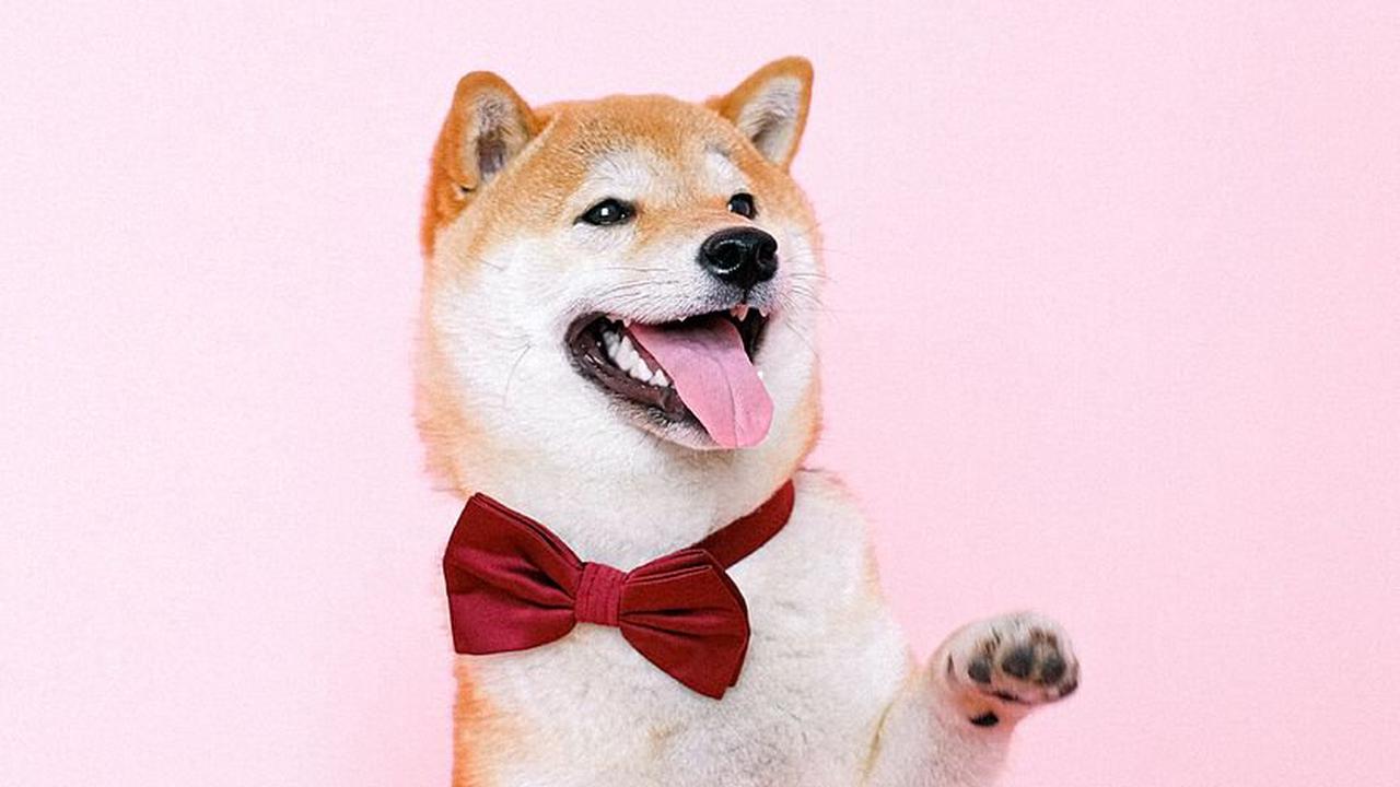 Shiba Inu: Experts claim to know the year it will die
