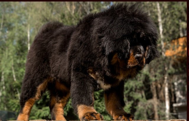Tibetan Mastiff is the most expensive dog in the whole that worths $2million