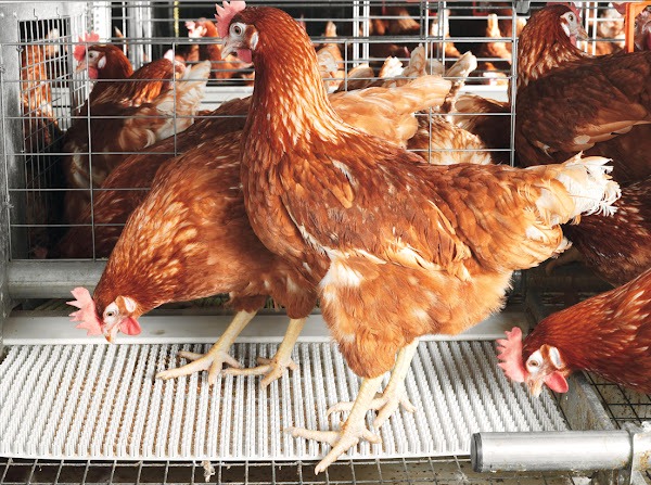 Start Highly Profitable Poultry Farming In Kenya