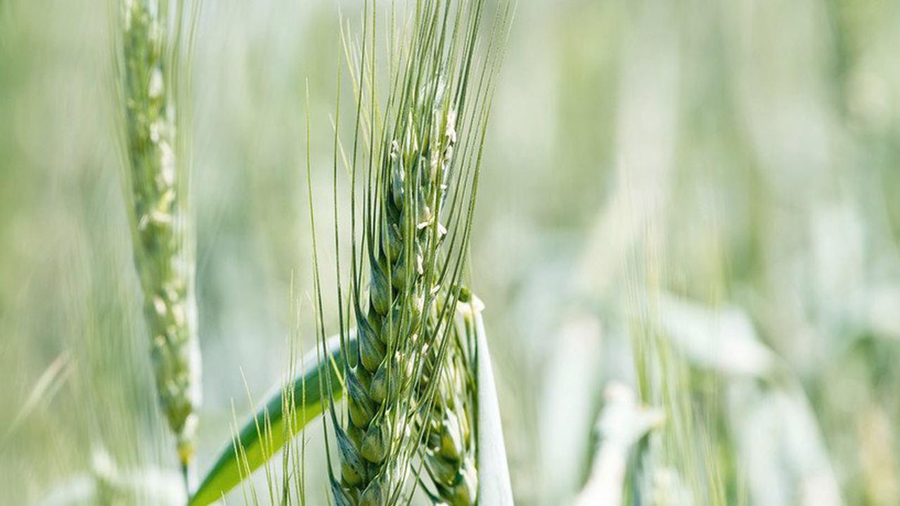 Argentinien Gen-Weizen als Antwort auf Klimaextreme?