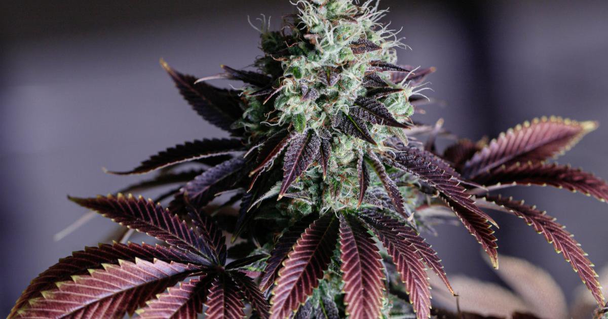 Acb Stock Vff Acb Cantor Lowers Price Target On Village Farms Prefers To Remain Sidelined Despite 25 Drop Opera News