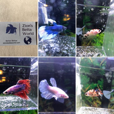 Neighbor Discussion Zion S Betta World Zionsbettaworld Com While We Don T Have A Opera News