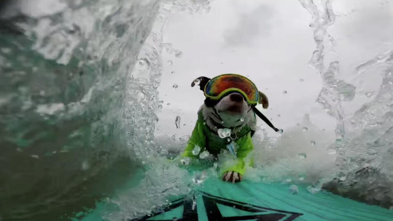 Dog Surfing World Championships brings wet and wild waves of fun