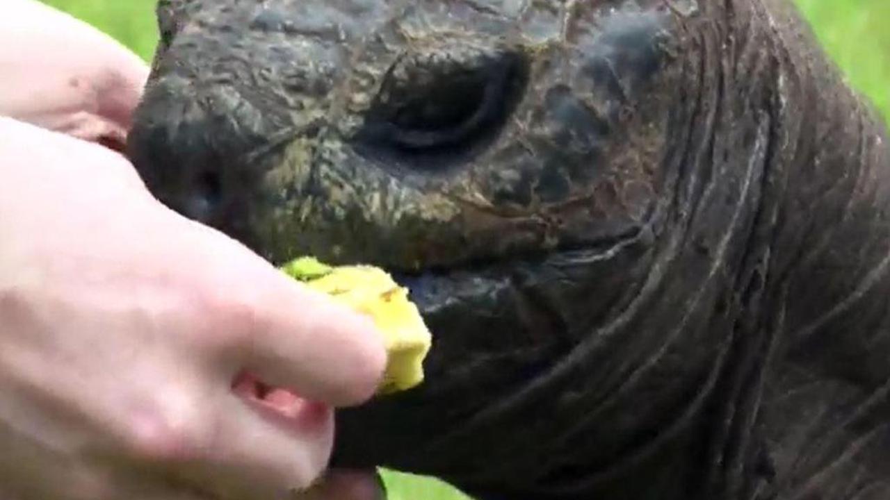 Voici le plus vieil animal terrestre vivant: une tortue de 190 ans
