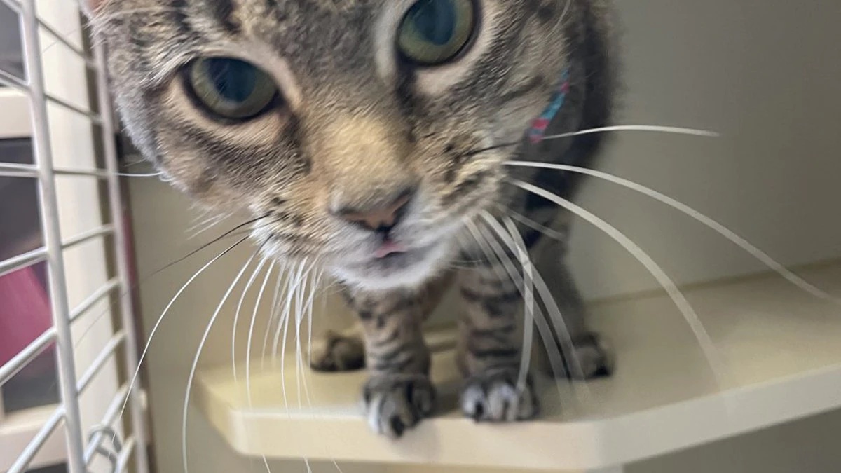 Pet Project Missy Opera News