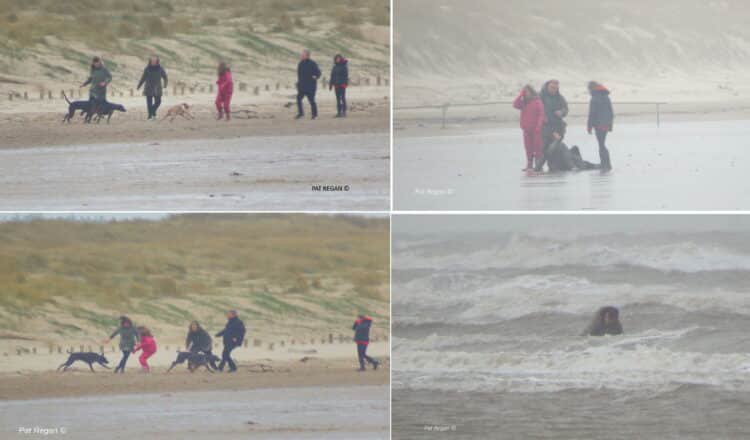 Is Ainsdale Beach Dog Friendly