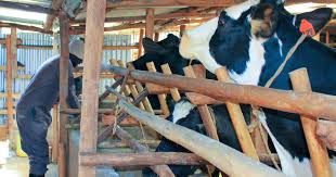 Dairy farmers embrace Artificial Insemination technology – Kenya News Agency