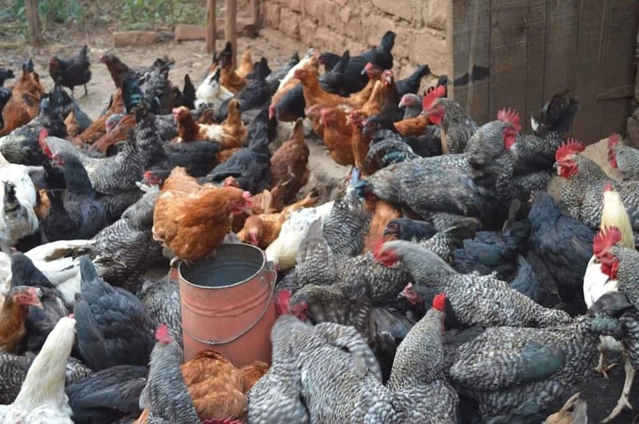 How to start poultry farming in Kenya - Tuko.co.ke