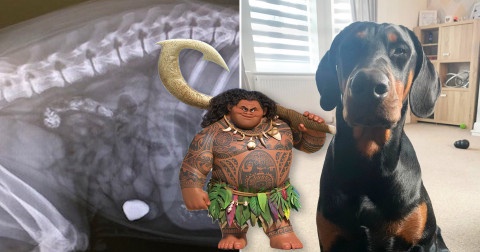 Dog Needs Op After Stealing A Stone Just Like Disney Character Namesake Opera News