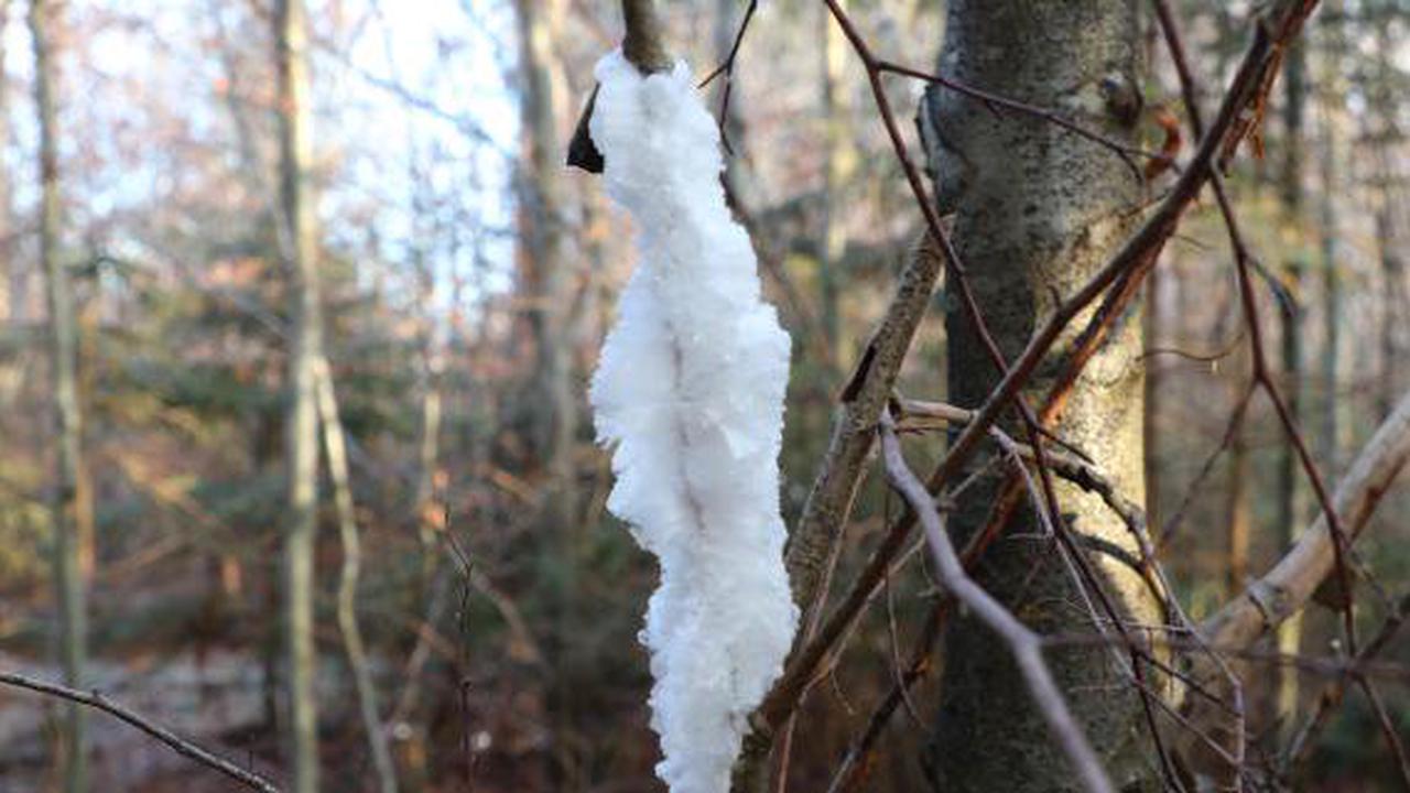 Welden: Naturphänomen "Engelshaar": Ist das etwa Zuckerwatte im Wald bei Welden?