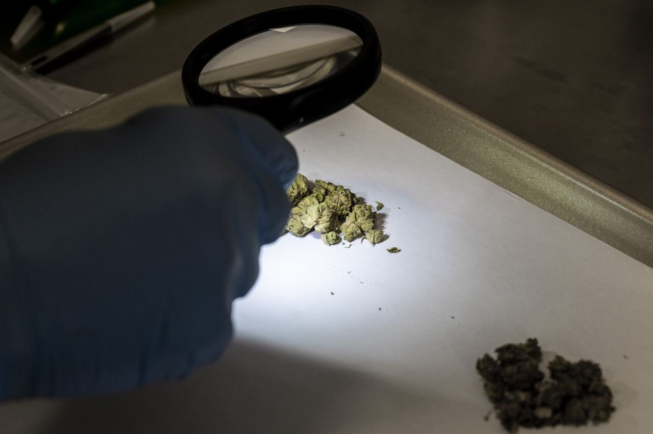 Mold is all around us, but what happens if you smoke moldy marijuana