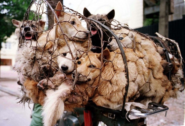 The Yulin Dog Meat Festival Is More Than a Cultural Argument | Festival  Snob - Festival Snobs