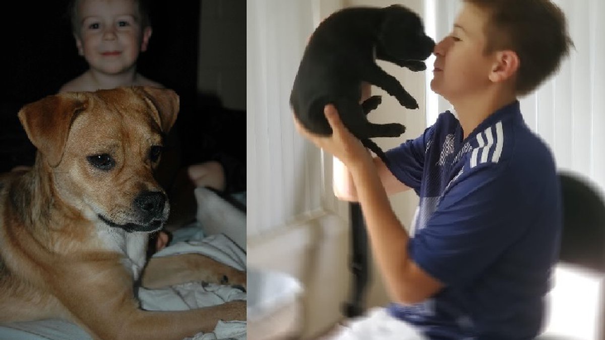 Fairbanks Animal Shelter Talks Pet Safety During Holiday Weekend Opera News